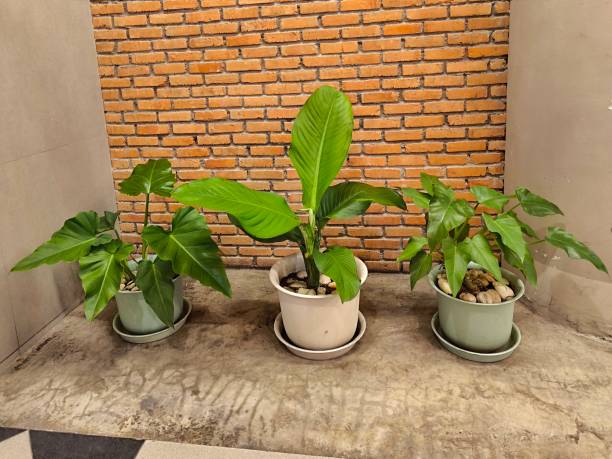 istock Tree in ceramic pot. Plants growing in pots or planters. beautiful natural home decorations. Interior design. Arrowhead plant. Syngonium podophyllum. Philodendron 2171706090