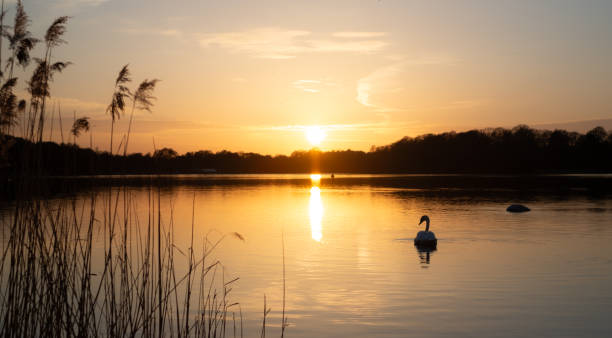 istock Swan Lake In Surrey 2171706817