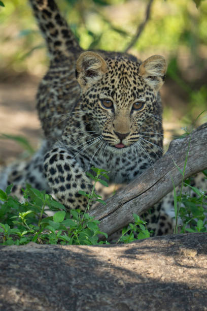 istock Close-up of leopard cub walking towards camera 2171706867
