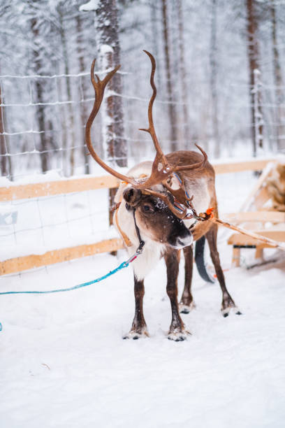istock Reindeer with Majestic Antlers Standing in the Snow, Ready to Pull the Sled 2171706926