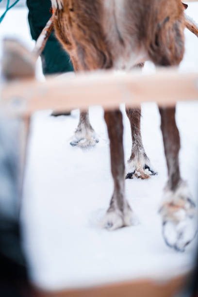 Hairy Hooves of a Reindeer Walking Through the Snow Pulling a Sled Close Up