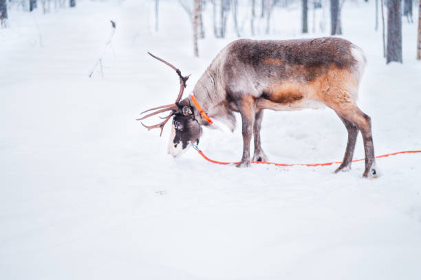 Reindeer Eating in the Snow During Winter