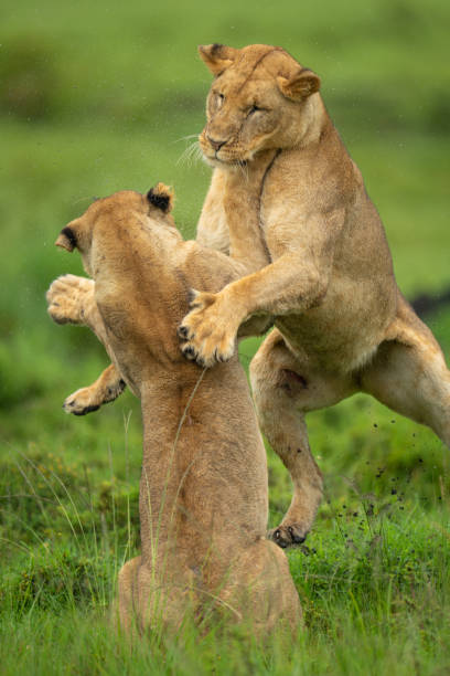 istock Close-up of lioness play fighting with another 2171707088
