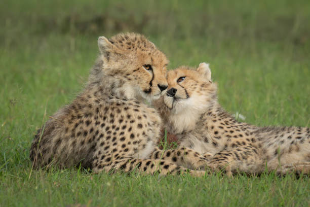 istock Close-up of two cheetah cubs lying nuzzling 2171707471