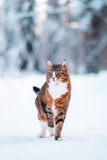 istock Beautiful Brown Cat Standing in the Snow 2171707628