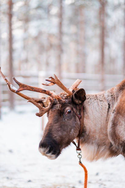 istock Face and Head of a Reindeer with Broken Antlers 2171707665