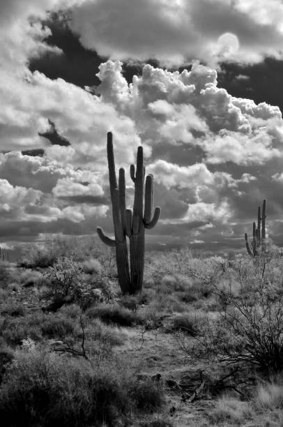 istock Black and White Sonora Desert Arizona 2171708028
