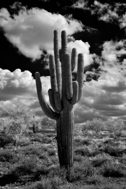 istock Black and White Sonora Desert Arizona 2171708031