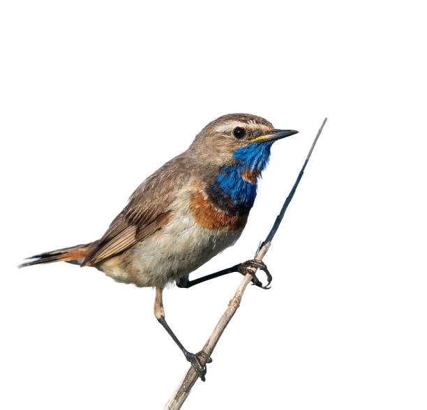 istock Bluethroat, Luscinia svecica. Bird perched on a reed stalk on a white background, isolated 2171708561