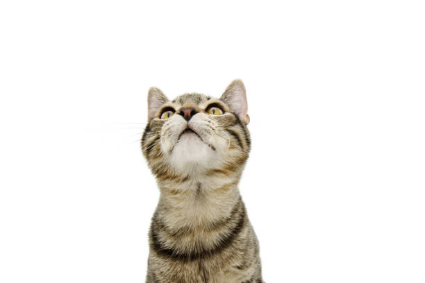 Portrait small tabby cat looking up. Isolated on white background