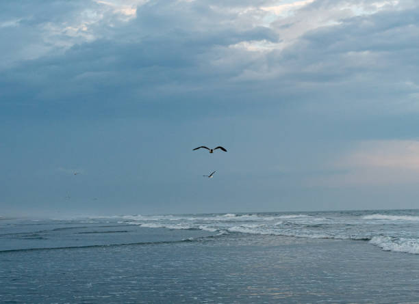 Avalon, New Jersey - Great Black-backed Gull (Larus marinus), Ringed Billed Gull flying over the beach