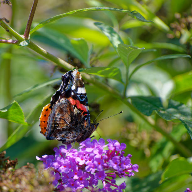 istock Beautiful red admiral butterfly 2171710681