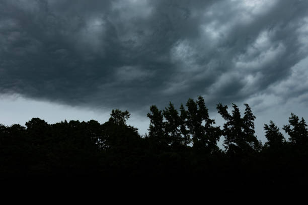 Thick line of trees silhouetted by storm clouds blowing in near Raeford in North Carolina.