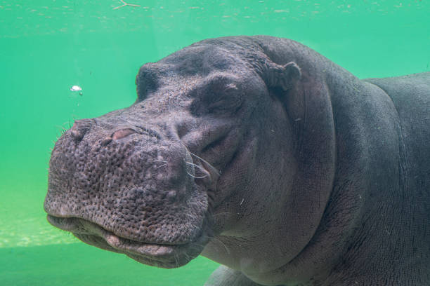 istock Sleeping Hippopotamus close up undewater. 2171711072