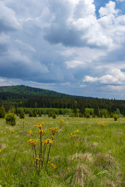 Typical spring landscape near Stozec, Nation park Sumava, Czech Republic