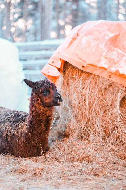 istock Face of a Brown Alpaca Lying on Straw in a Winter Forest 2171713372