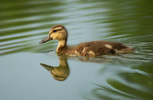 A small fluffy duckling is floating on a pond, waves are spreading out from it, a clear reflection is visible on the water.