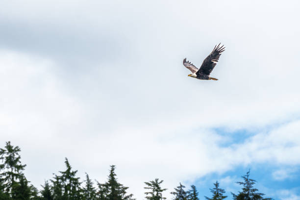 istock Flying Eagle of Ketchikan 2171715514