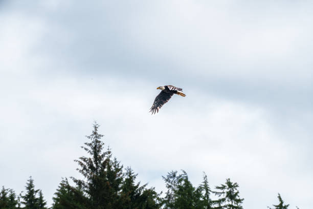 istock Flying Eagle of Ketchikan 2171715529