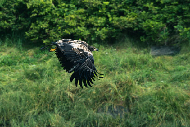 Eagles flying around Ketchikan, a small town in Alaska