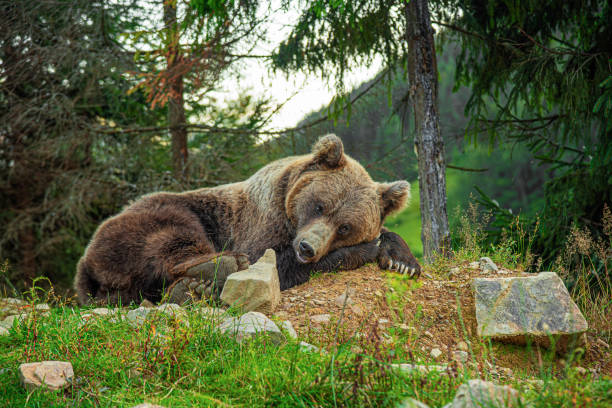 istock A brown bear lies in a clearing in the forest. 2171718065