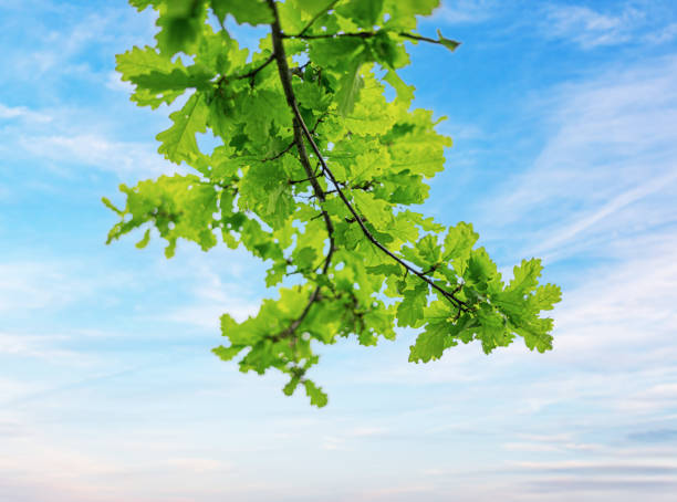 Oak branch with green leaves against the blue sky.