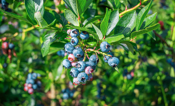 istock Ripe blueberries growing on a farm. 2171718477