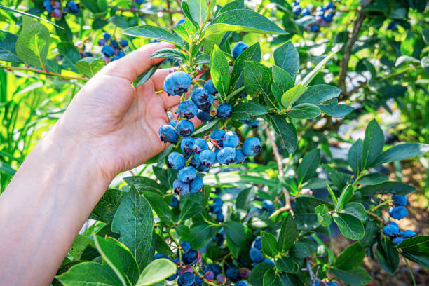 istock A farmer collects blueberries from the bushes. 2171718478