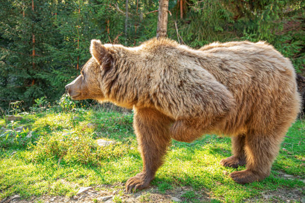 istock A brown bear in a clearing in the forest. 2171718617