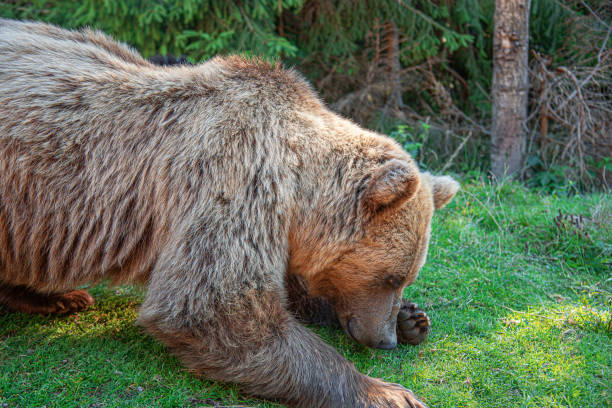 istock A brown bear in a clearing in the forest. 2171718631
