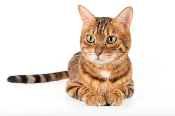 istock Bengal Cat in a Studio Shoot on a White Background 2171721765