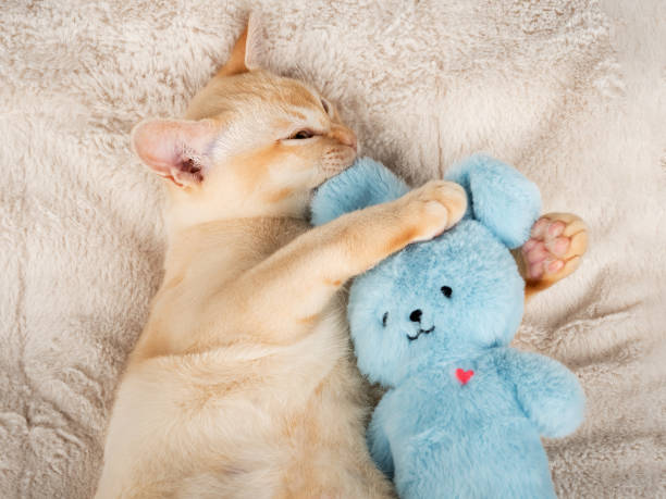 istock Kitten lies on a cozy blanket, hugging a toy. 2171722105