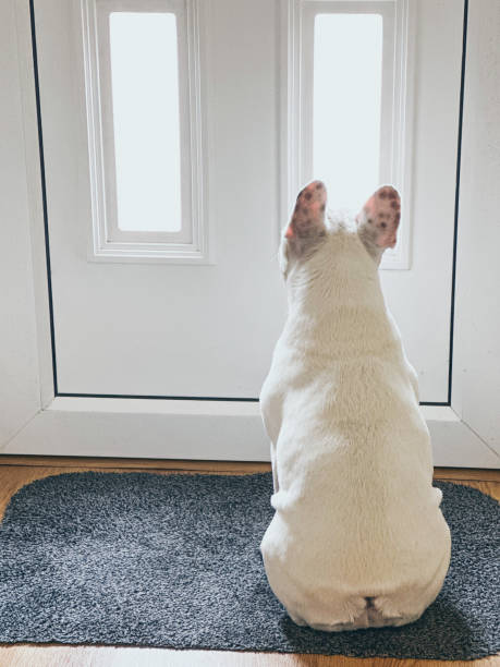 Frenchie dog waiting at the front door