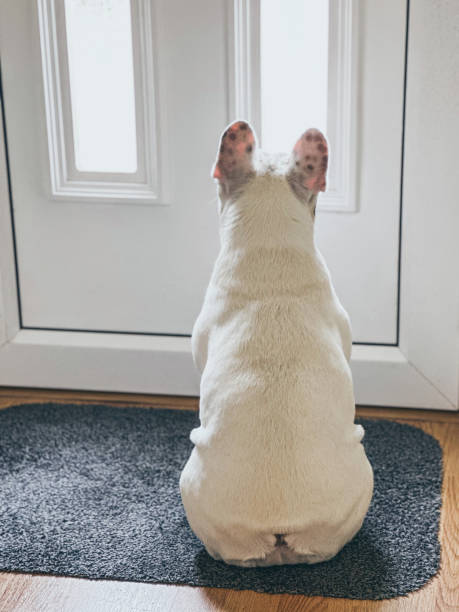istock Frenchie dog waiting at the front door 2171722224