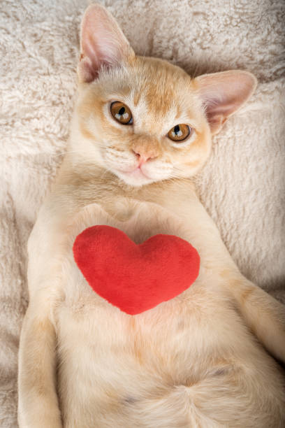 istock Red Burmese kitten with a red plush heart. 2171722239