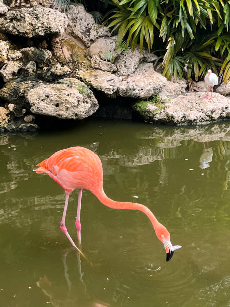istock Pink Flamingo 2171725893