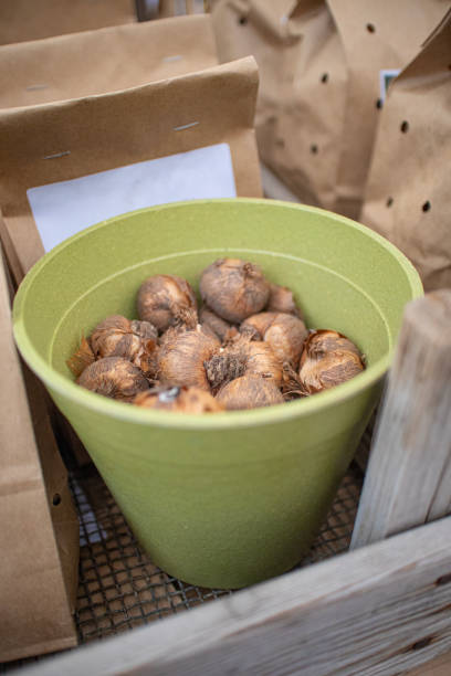 spring garden bulbs in a garden pot