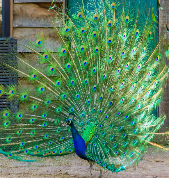 istock side view of Indian peafowl unfolding its feathers 2171726621