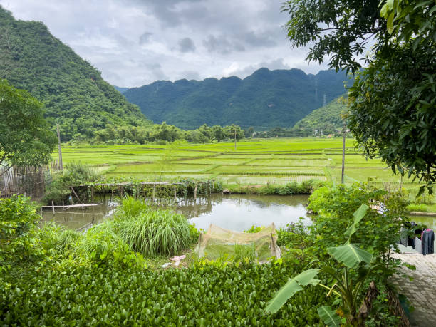 istock Simple Living Near a Paddy Field 2171729496