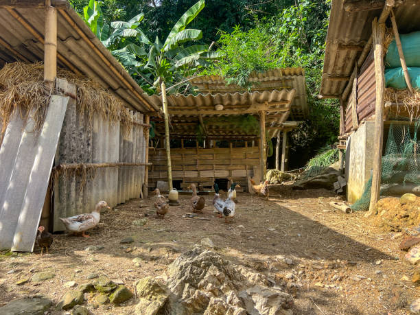 istock Farmyard Ducks and Chickens  -Sustainable Resources 2171729550