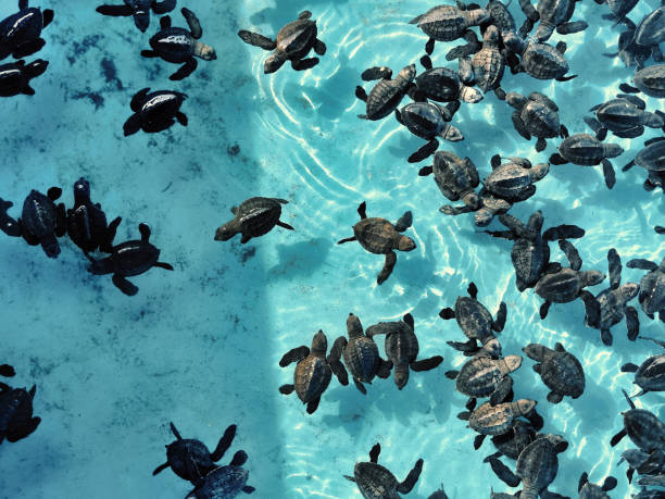 Newly hatched turtle hatchlings in the conservation pond