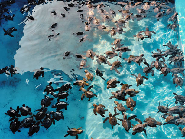 istock Newly hatched sea turtle hatchlings in the conservation pool 2171730025