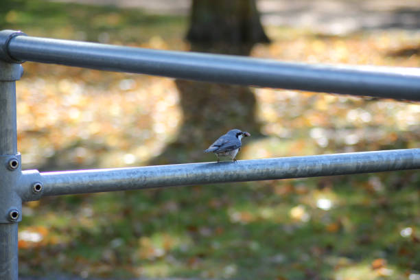 Flying Bird