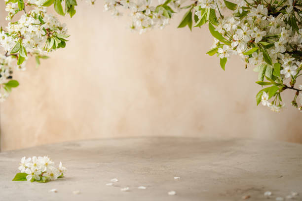 istock branches of blossoming cherry 2171732112