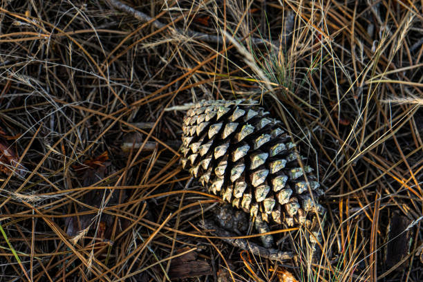 A dried pinecone lies on the ground, surrounded by scattered pine needles and earthy textures, capturing the essence of nature’s simplicity in an outdoor setting.