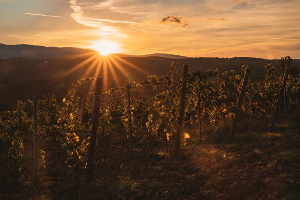 istock Vineyard illuminated by the rays of the setting sun 2171735466