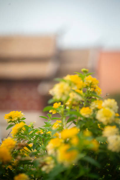 Yellow flowers in the temple