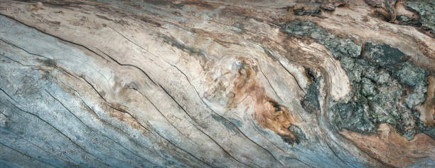 istock Amazing bark of an old tree, a gorgeous natural texture 2171736475