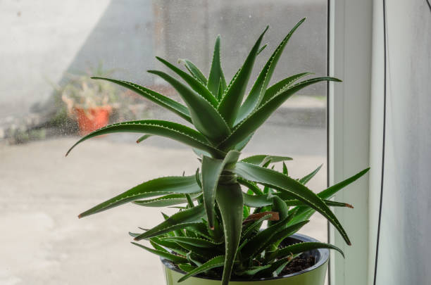 Decorate succulent plant.