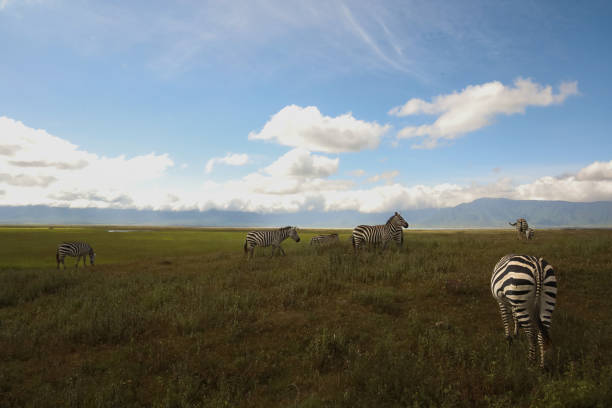 istock Zebras Roaming the Serengeti Plains 2171737123